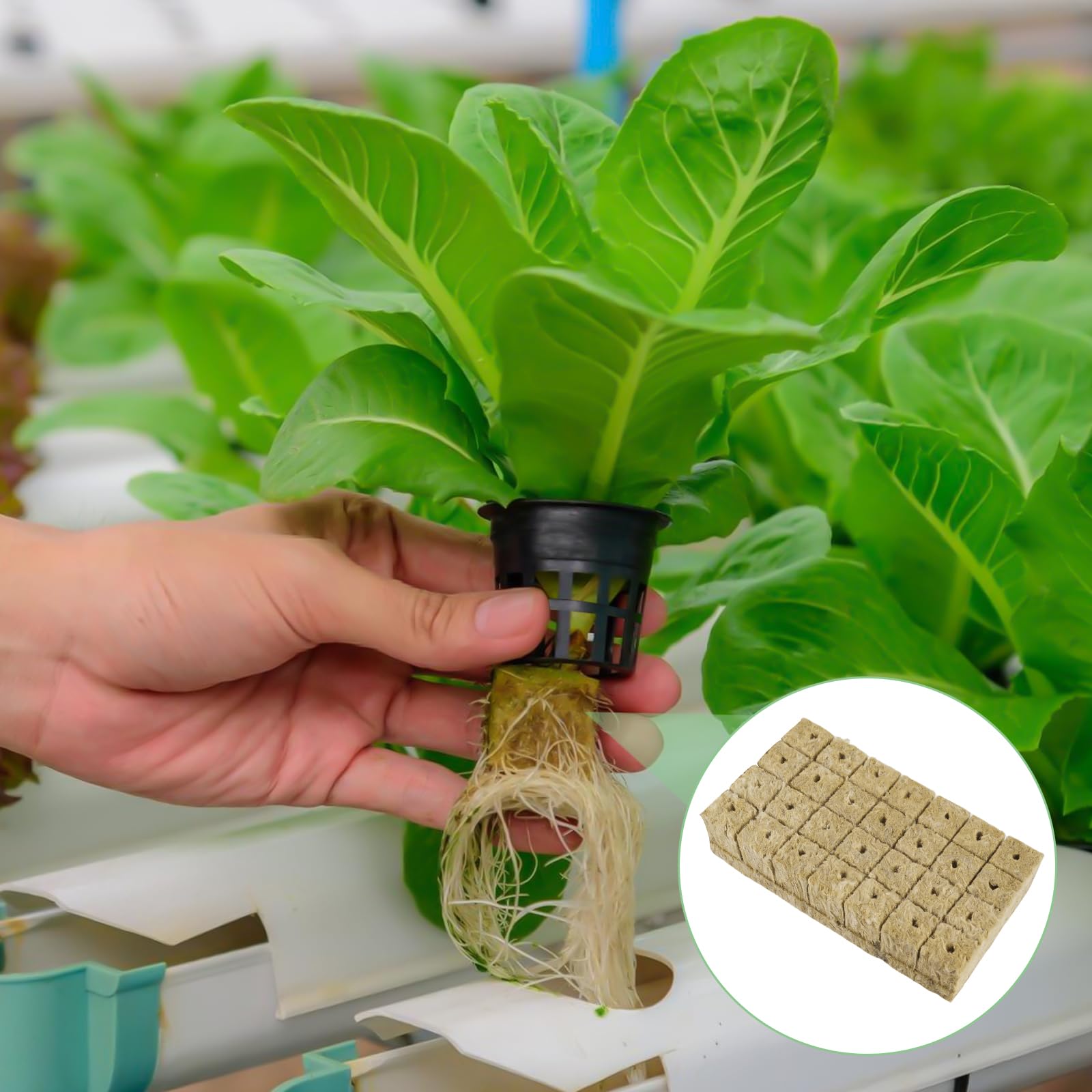 Lot de 56 cubes de laine de roche - 4 x 4 x 4 cm - Pour culture hydroponique, boutures, colonisation, transplantation, propagation des plantes