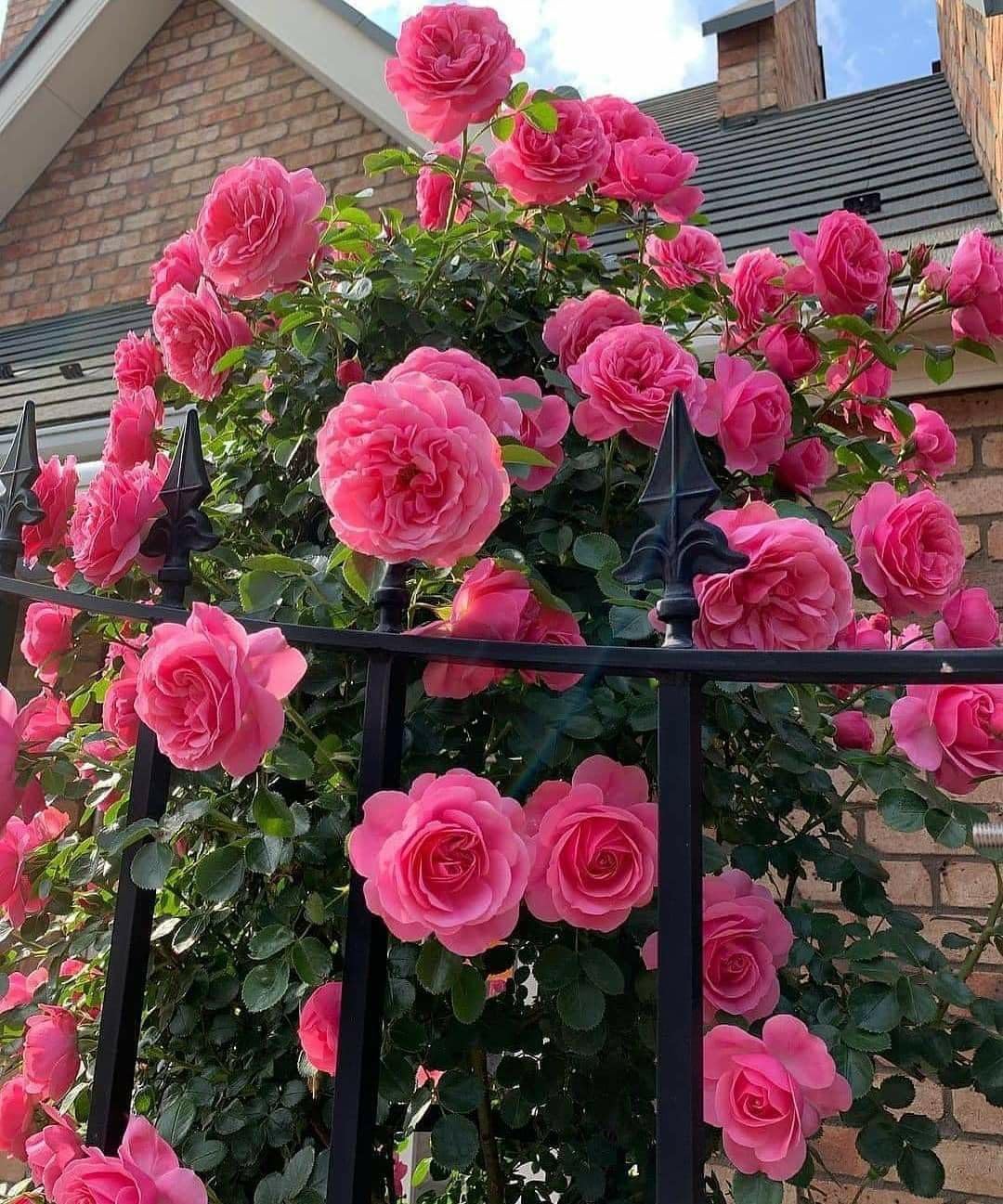 Climbing Rose Seeds - 100 Cream Mix Flowers -9