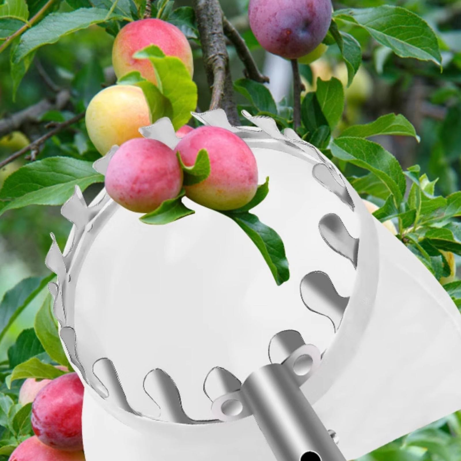 Asticcio Raccoglifrutta Telescopico,Bastone Raccogli Frutta,Raccogli Frutta con Palo in Acciaio Inox Leggero,Facile da Montare,per la Raccolta della Frutta da frutteto