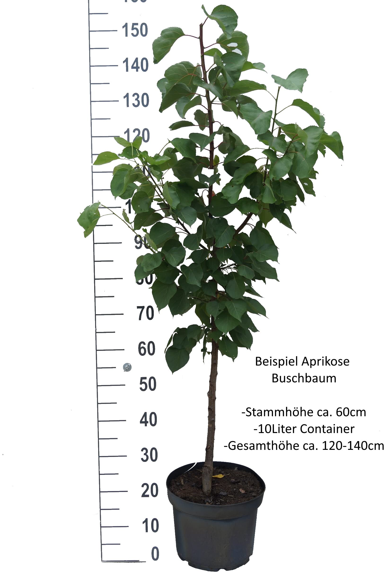 Kuresia, Aprikose, 100-120cm, im 10L Topf