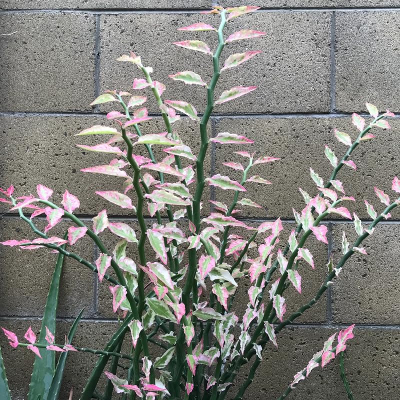 Devil Backbone Variegated Cactus Succulent Live Plant, 4 to 6 Inch Tall Well Rooted Plant