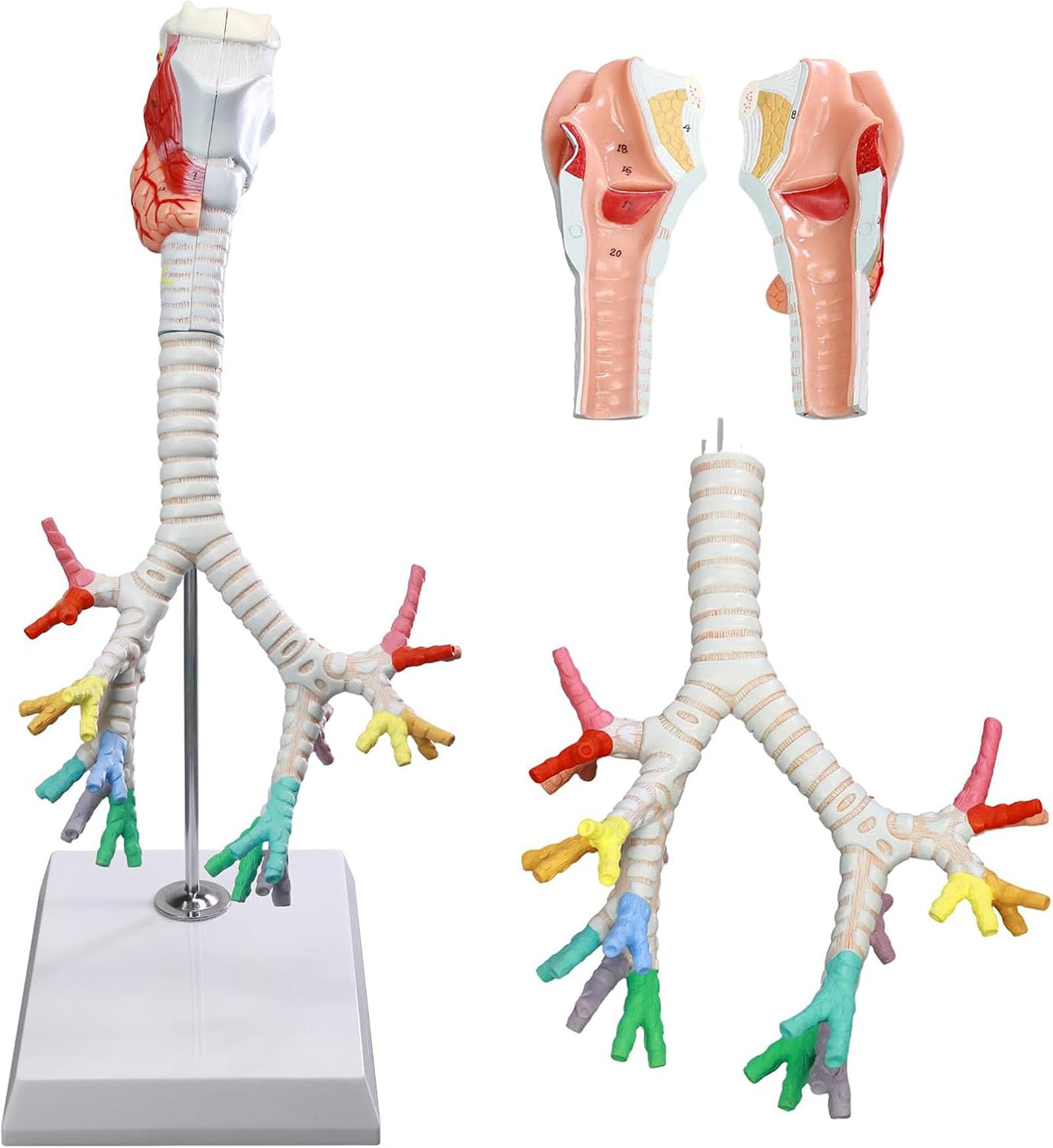 Modèle larynx trachée bronches AMITD pour comprendre l'anatomie sans confusion visuelle