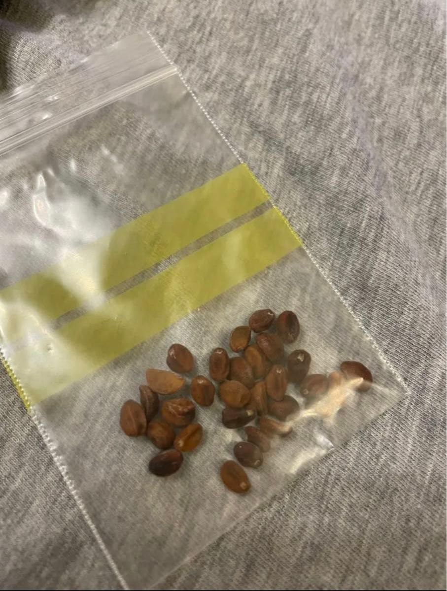 Amazon.co.jp: 早瀬 日本朝顔 30粒（小粒）2021年採取② アサガオの種