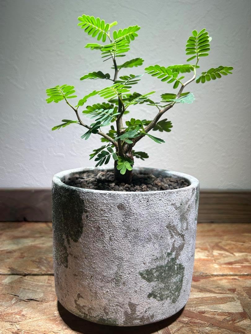 センナ　メリディオナリス　現地株　発根済　陶器鉢のまま発送　塊根　コーデックス センナ メリディオナリス【現地株】 センナ メリディオナリス 現地株