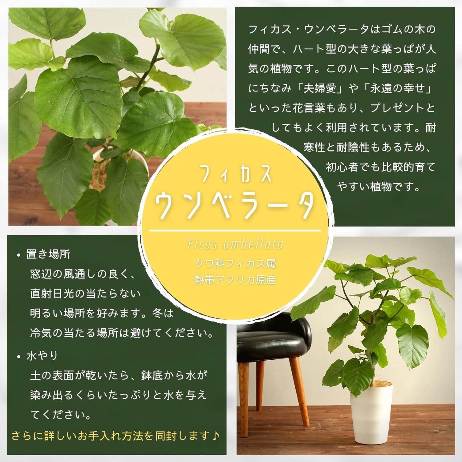 Amazon フィカスウンベラータ 8号 受け皿付 観葉植物 本物 フィカス ウンベラータ ハートリーフ ゴムの木 インテリアグリーン シンボルツリー ギフト プレゼント Hanapochi ハナポチ 観葉植物 オンライン通販 Amazon フィカスウンベラータ 8号 受け皿付 観葉植物 本物 フィカス ウンベラータ ハートリーフ ゴムの木 インテリアグリーン シンボルツリー ギフト プレゼント Hanapochi ハナポチ 観葉植物 オンライン通販