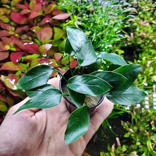 Miniatura 7 de Plantas Anubias vivas para acuarios, planta de agua dulce en maceta para peceras y terrarios, apta para principiantes, para poca luz (Spear Leaf, 3