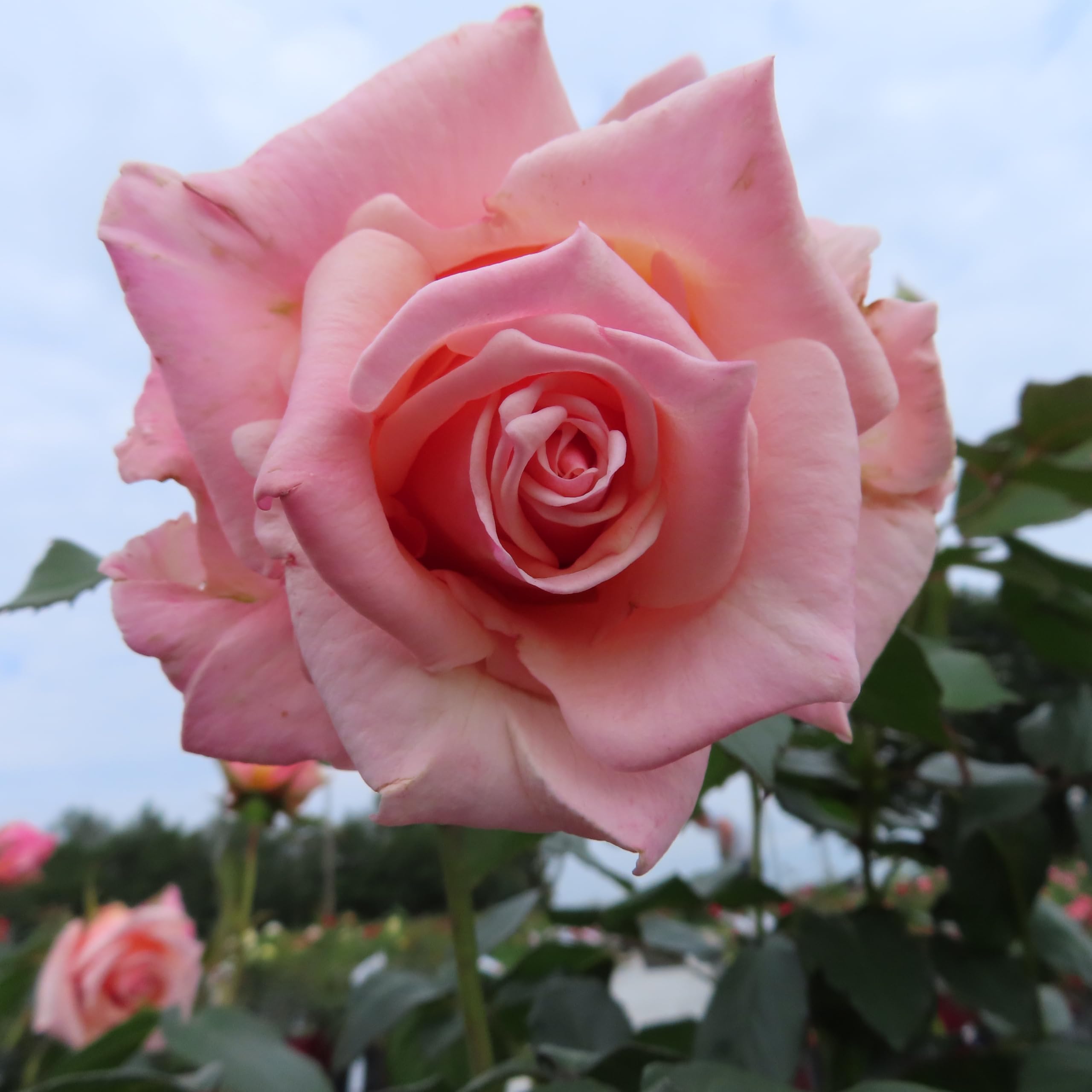 Gorgeous Girl - 5.5lt Potted Hybrid Tea Garden Rose Bush - Highly Attractive Fragrant Mid Pink Blooms, Healthy & Repeat Flowers