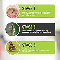 Vista 5 de Kit Butterfly, Repuesto, 5 orugas vivas