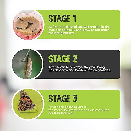 Miniatura 5 de Kit Butterfly Repuesto 5 orugas vivas