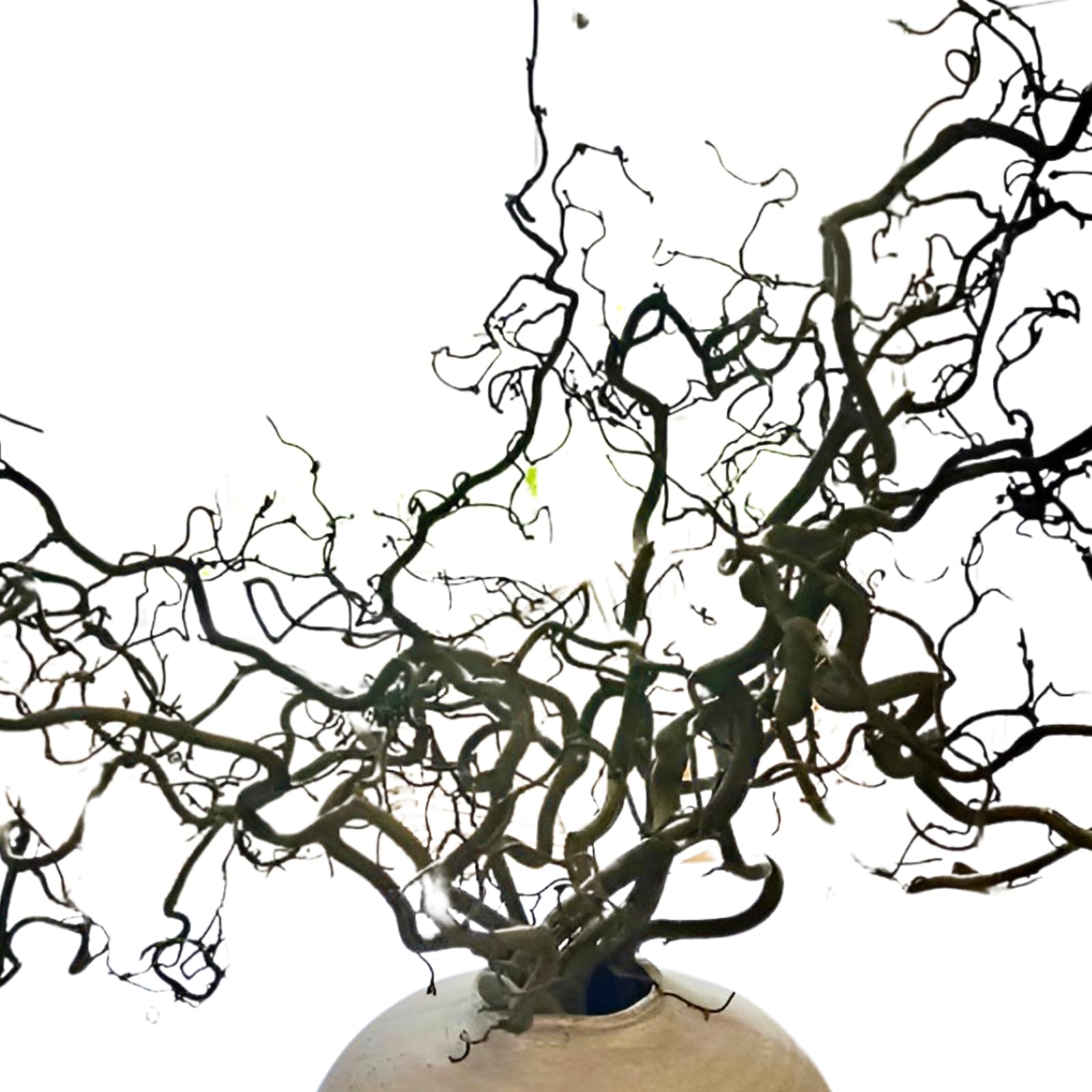 Eve & Wild Real Twisted Corylus Hazel Branches, Natural Decorative Dried Branch Decor, Curly Twigs for Vase, Japandi Decor, Twisted Willow (10, SMALL (50-60cm))