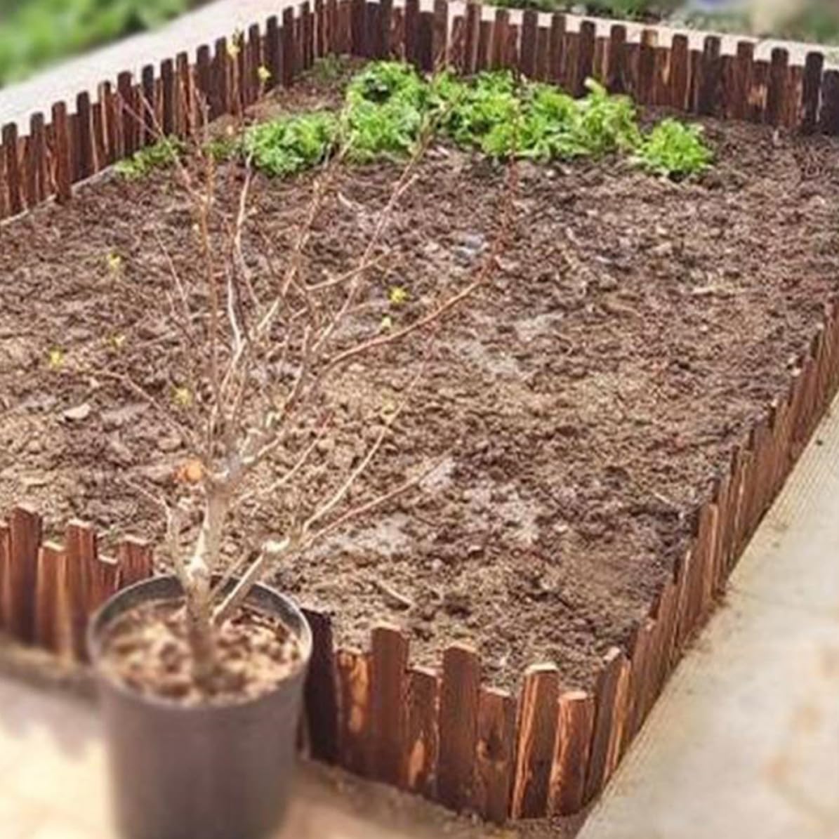 Steccato Decorazione Naturale in Legno Staccionata Antitarlo Color Caffè, Flessibile e Resistente per Protezione Massima di Piante e Prato per Aiuole da Giardino per Casa