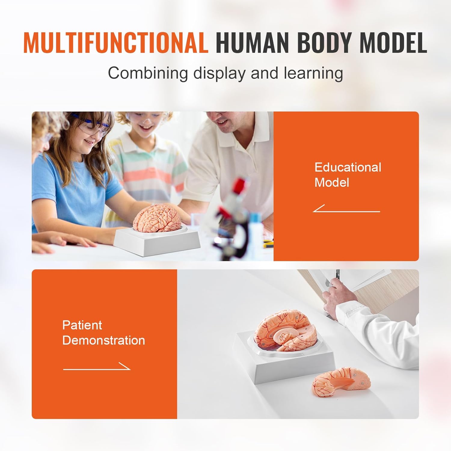 VEVOR Human Brain Anatomy Model - 9-Part Life Size Brain with Color-Coded Artery for Science Classroom Study & Display