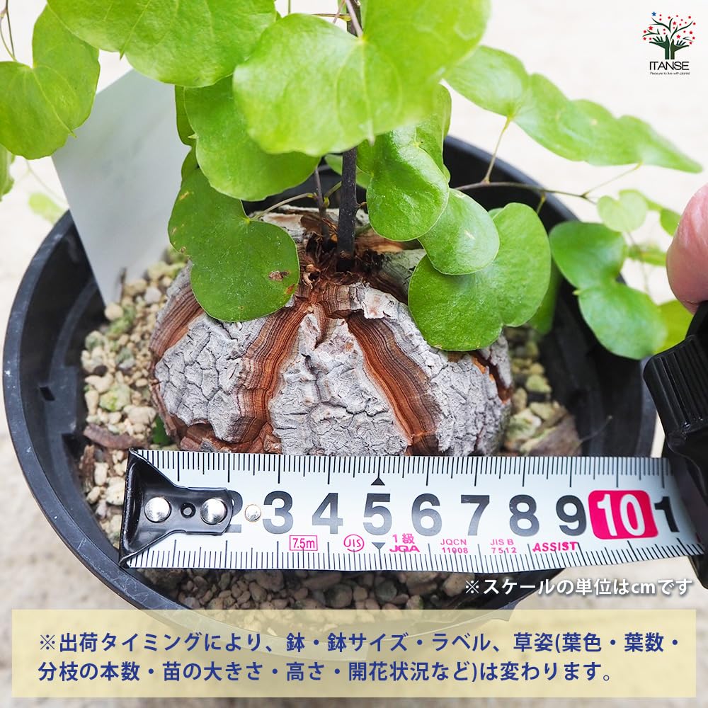 Amazon｜ITANSE 亀甲竜 5号 1個売り 多肉植物 塊根植物
