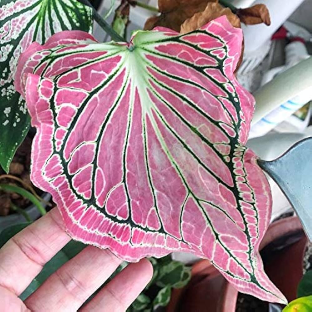 Syngonium Pink Caladium Natural Live Plant, Large Heart Shape Leaves, Air Purification, Indoor Home Decor (Pack Of 1) ZP_13-image-9