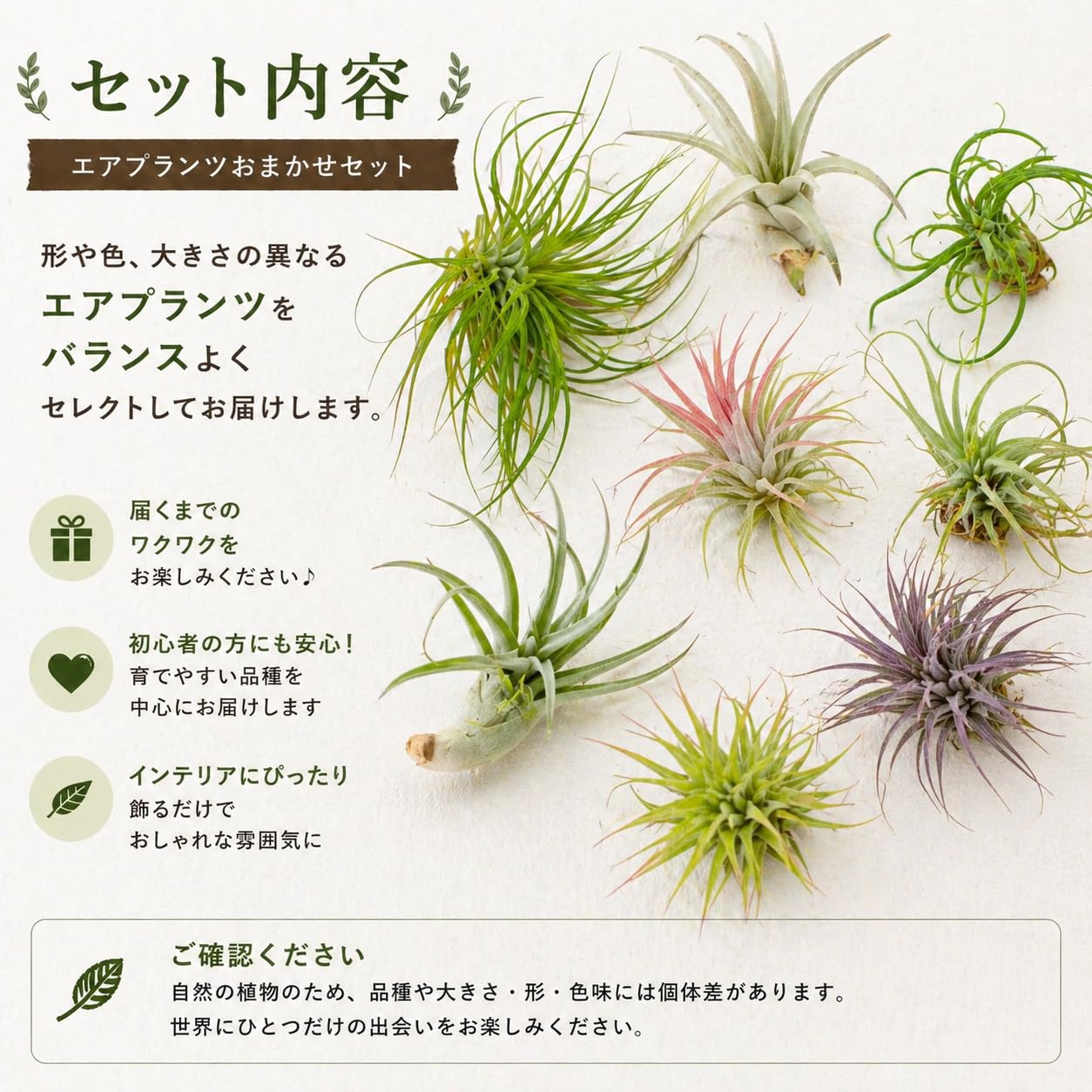 Amazon｜エアプランツ (Sサイズ 6種類セット) おまかせセット