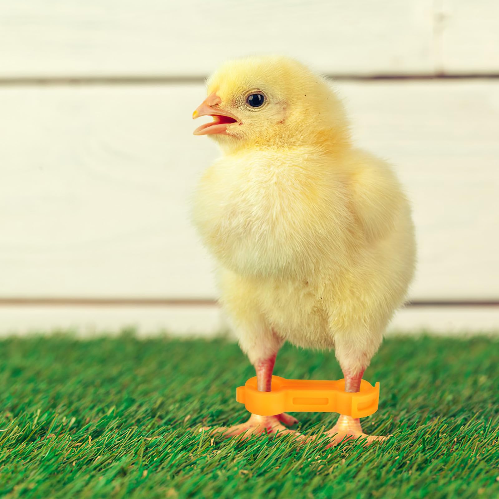 TEHAUX Bandas Correctoras para Patas de Pollitos y Aves, Anillos de PVC de Diferentes Tamaños, Sujeción Segura Crecimiento Saludable, Paquete de 12 Unidades Amarillas