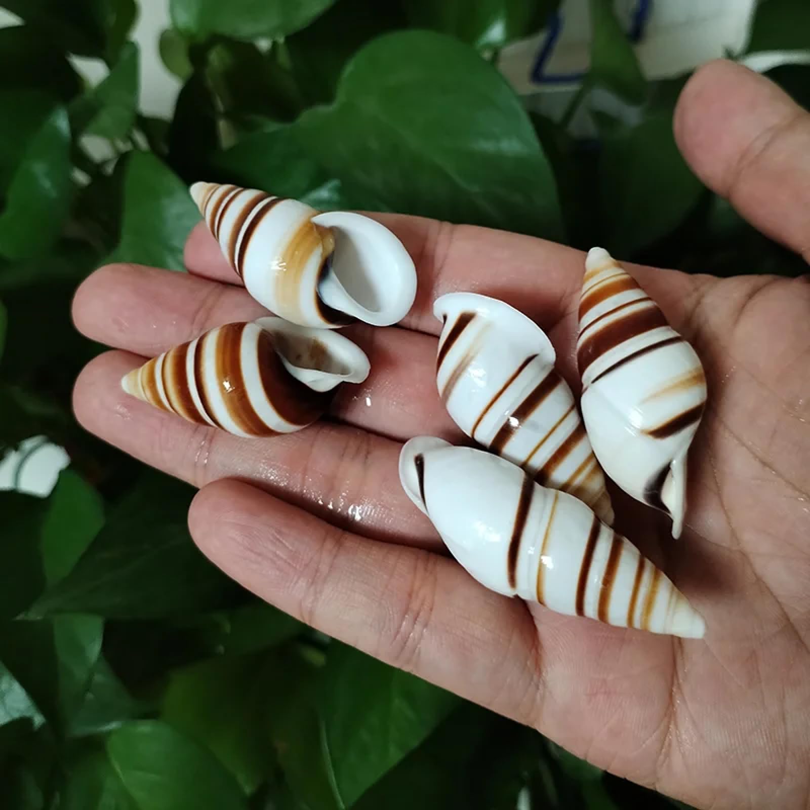 Conchiglie per artigianato, 5 pezzi, 3-6 cm, conchiglie naturali, lumaca, esemplare, lumaca, acquario, ornamenti per acquari, eremita, granchio, cono morso di pulci
