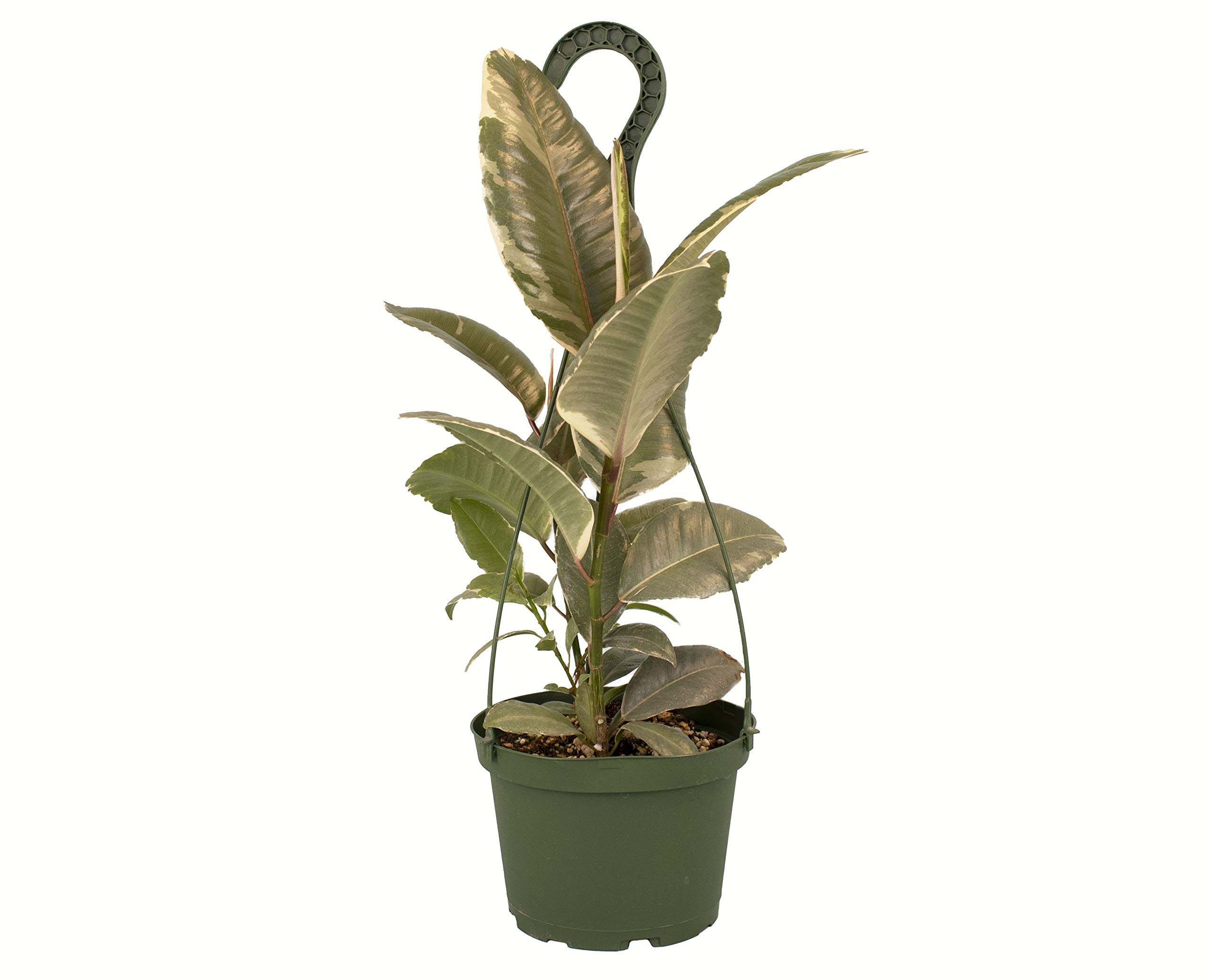 Shop Succulents Ficus Tineke