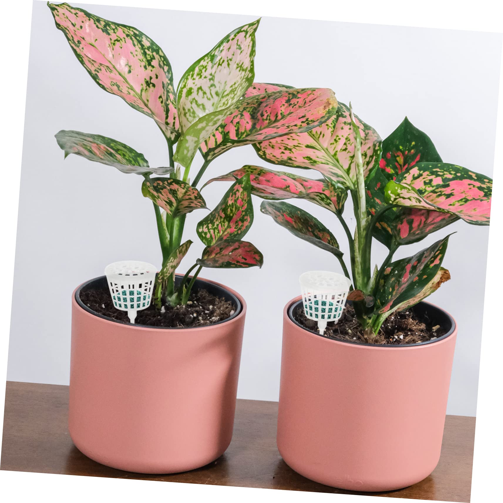 HANABASS 4 Ensembles Fertilisation Acier Inoxydable Pour Bonsai Contenants Pratiques Pour Plantes Réutilisables Faciles À Utiliser 30 Pièces * 4