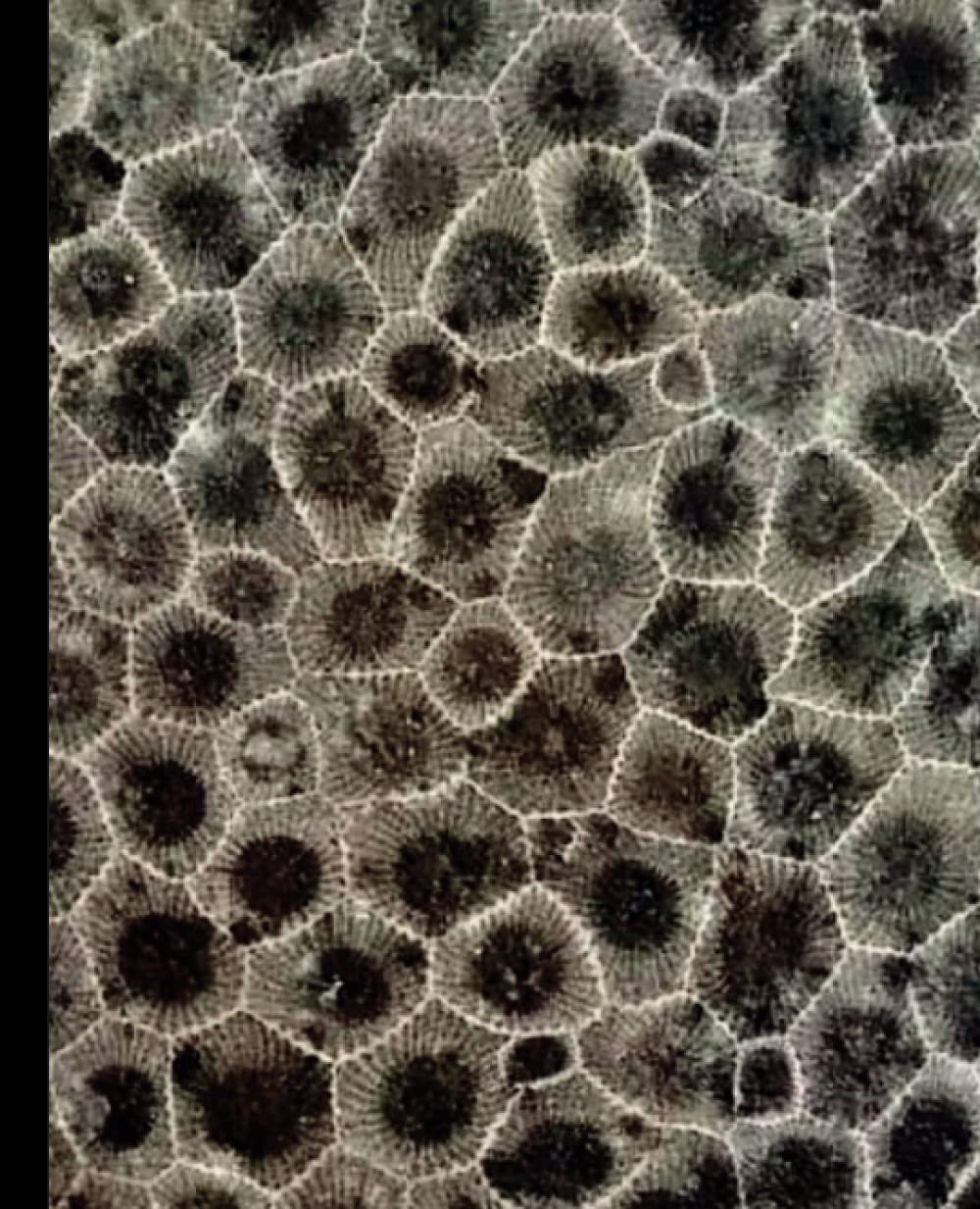 Petoskey Stone Notebook, Gift for Rock Lover, Petoskey Stone Journal, State of Michigan Book , Michigan Fossil Notebook, Composition Notebook for Rockhound