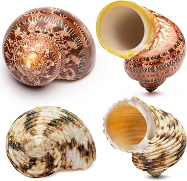 Natural Hermit Crab Shells 4PCS 2 Types | Opening Size Approximately 1", Seashell Size 2"-3" | Good for Medium to Large Crabs | Hermit Crab Tank for Decor | No Paint or Dye