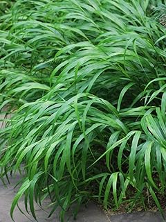 Hakonechloa macra (Japanese Forest Grass/Hakone Grass)