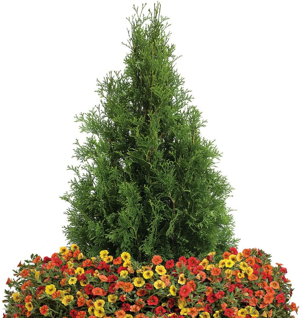 Blooming & Beautiful - North Pole Arborvitae - 3 gal - Proven Winners - Narrow Evergreen Shrub - Excellent Privacy Screens - Zones 3-8 - Thuja occidentalis 'Art BOE' PP22174-3 Gallon Pot