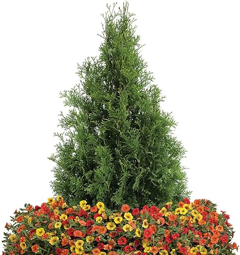 Miniatura 3 de North Pole Arborvitae - 3 galones - Ganadores probados - Arbusto estrecho de hoja perenne - Excelentes pantallas de privacidad - Resistente al frío