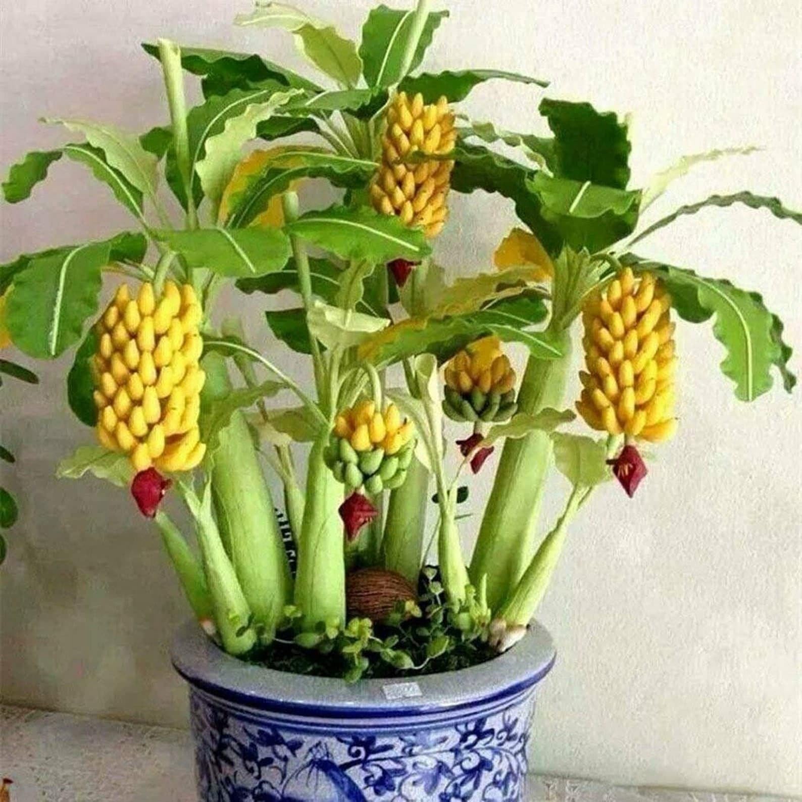 M-Tech Gardens 10 Dwarf Cavendish Banana seeds Edible sweet and juicy Dwarf Fruit Seeds for Growing (B0CRKJ6YSH) Amazon Price History, Amazon Price Tracker