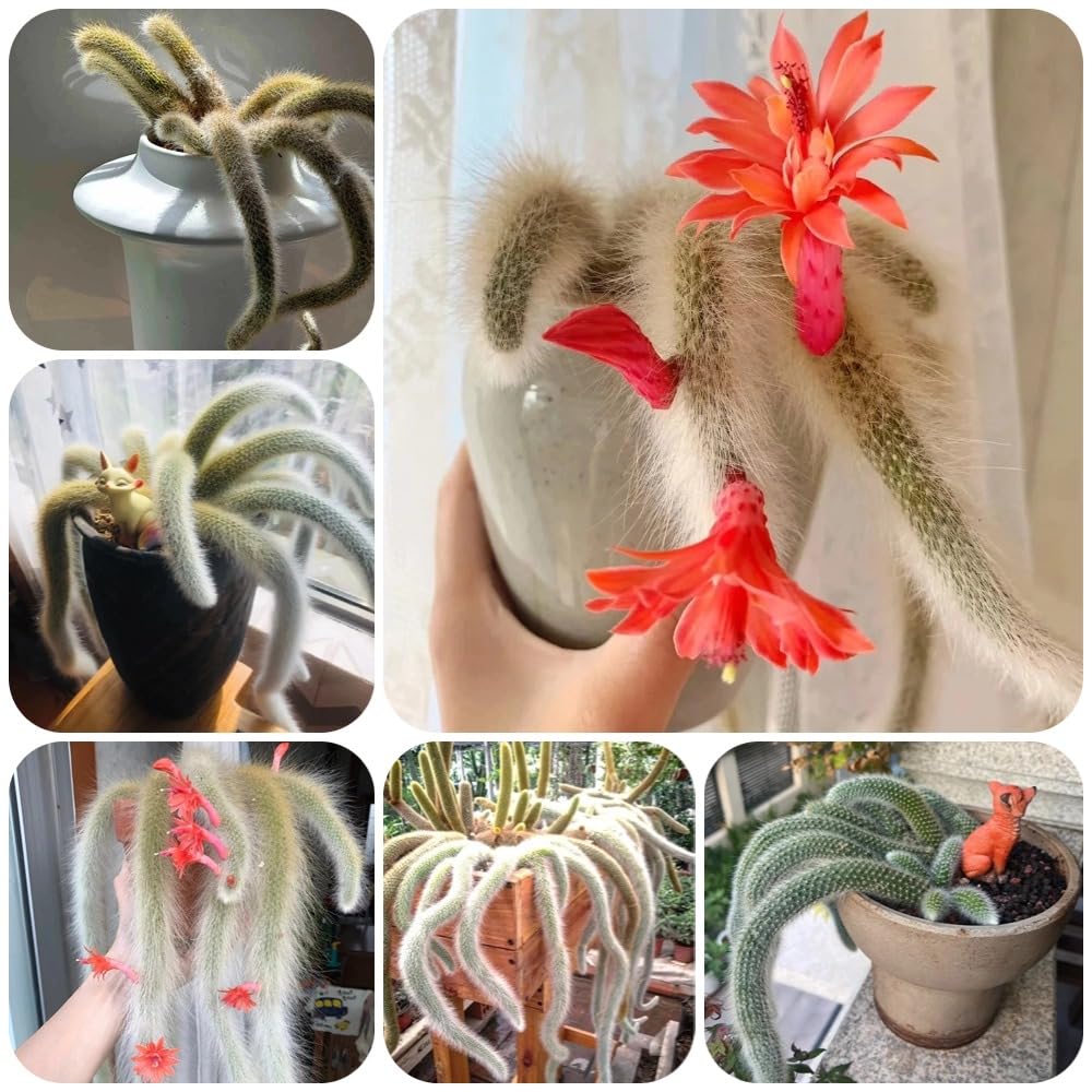 Semillas de Hildewintera colademononis, balcón con cama elevada, interior de cola de mono, para jardin 40pcs
