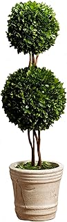 Serene Spaces Living Double Preserved Boxwood Ball Topiary in a Pot, Boxwood in Planters, Preserved Plant for Boxwood Table DÃ©cor, Boxwood Centerpiece, Measures 28