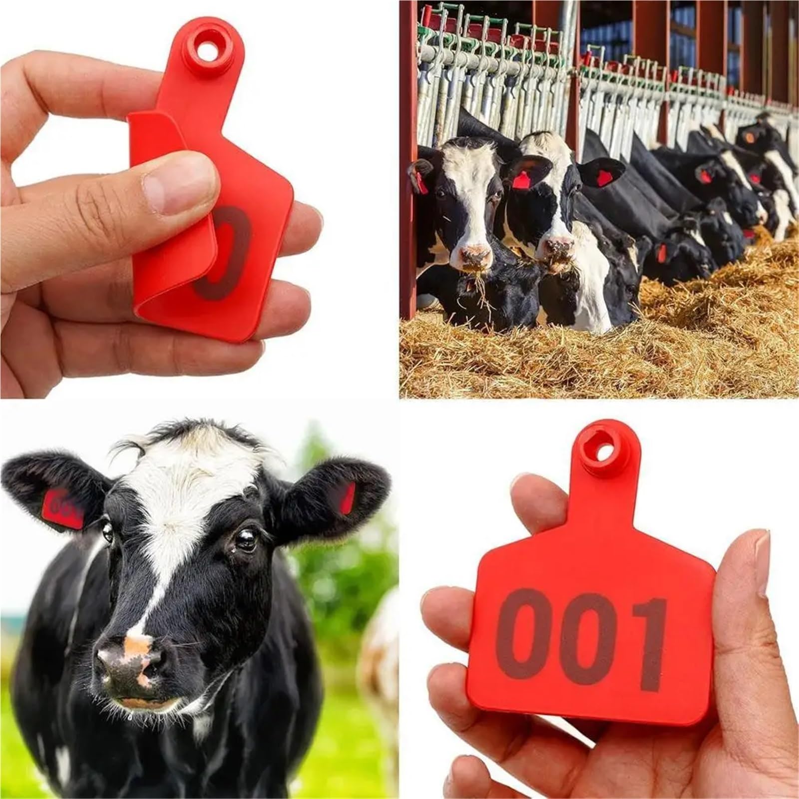 100 marcatori per orecchie bovina con 1-100 lettere per l'identificazione di aziende di allevamento, marcature fattorie, bestiame per la fattoria (F)