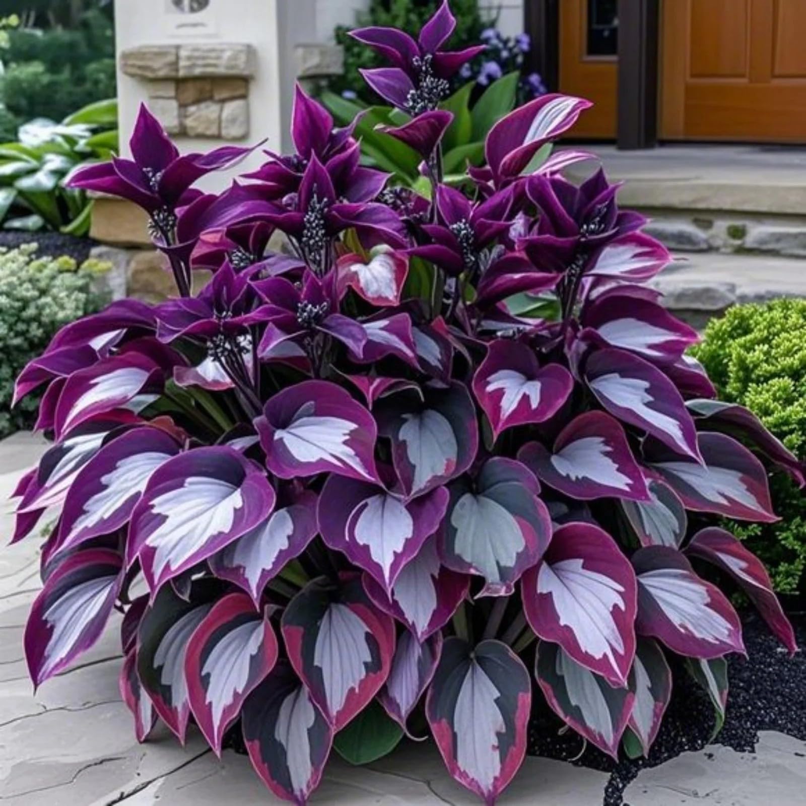 Excellent Hostas Bulbs for Planting Now UK Natural Organic Greening Good for Containers Display Plant Professional Ornamental Easy Plant Perennial-6Bulbs-H โ image 1