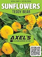 Vista 2 de Dwarf Sunflower Seeds for Planting - Grow Teddy Bear Sun Flowers in Your Garden - 25 Non GMO Heirloom Seeds - Full Planting Instructions for Easy