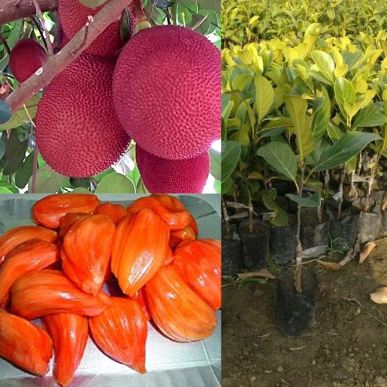 See full amazon price history chart for Golden Bloom Thai Grafted Original Red JackFruit Plant Tree Plant Height 1.5-2 FT Height (Next Year Get Fruits) Golden Bloom Thai Grafted Original Red JackFruit Plant Tree Plant Height 1.5-2 FT Height (Next Year Get Fruits) (B0BZ54B4LX) Amazon Price History, Amazon Price Tracker