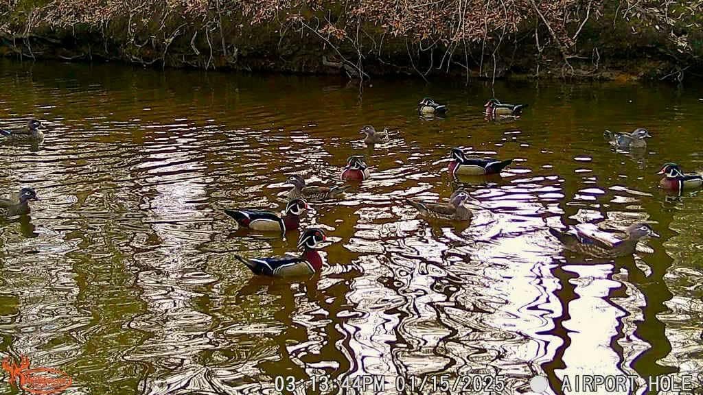 WILDGAME Innovations 24MP Terra XD