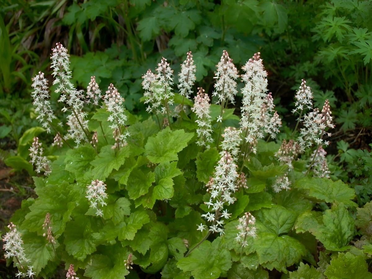 Stauden Gänge 50 x Tiarella cordifolia Schaumblüte winterhart