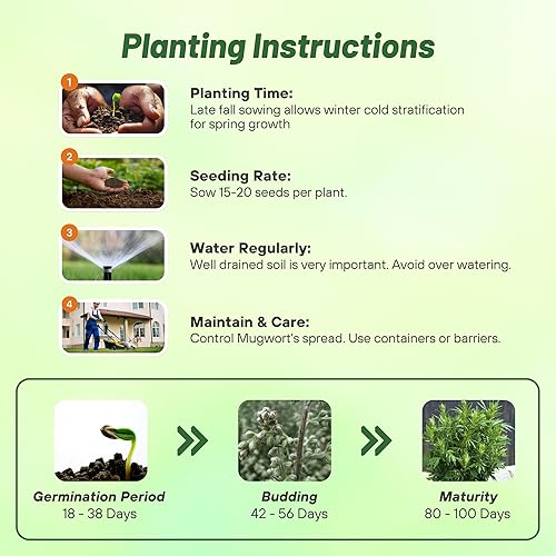 Miniatura 4 de Outsidepride Mugwort - 5000 semillas
