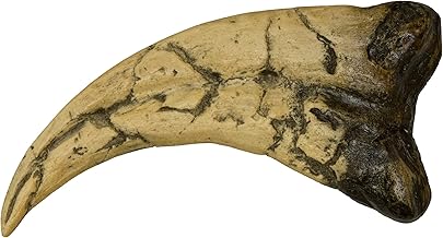 Utahraptor Claw (Teaching Quality Recreation)