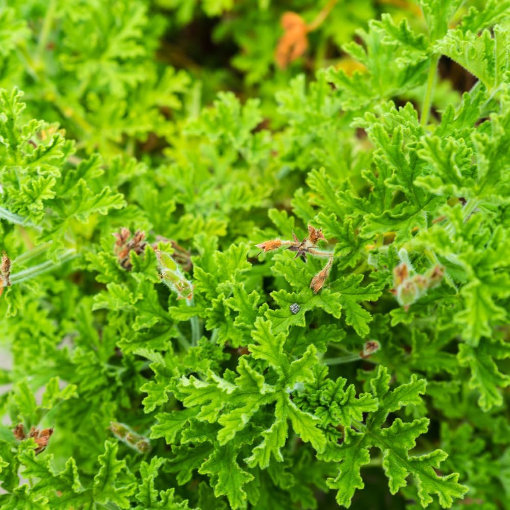 Set 2 Citronella Live Plants 4-7 Inches, Fragrant Citronella Geranium for Growing Outdoor Garden