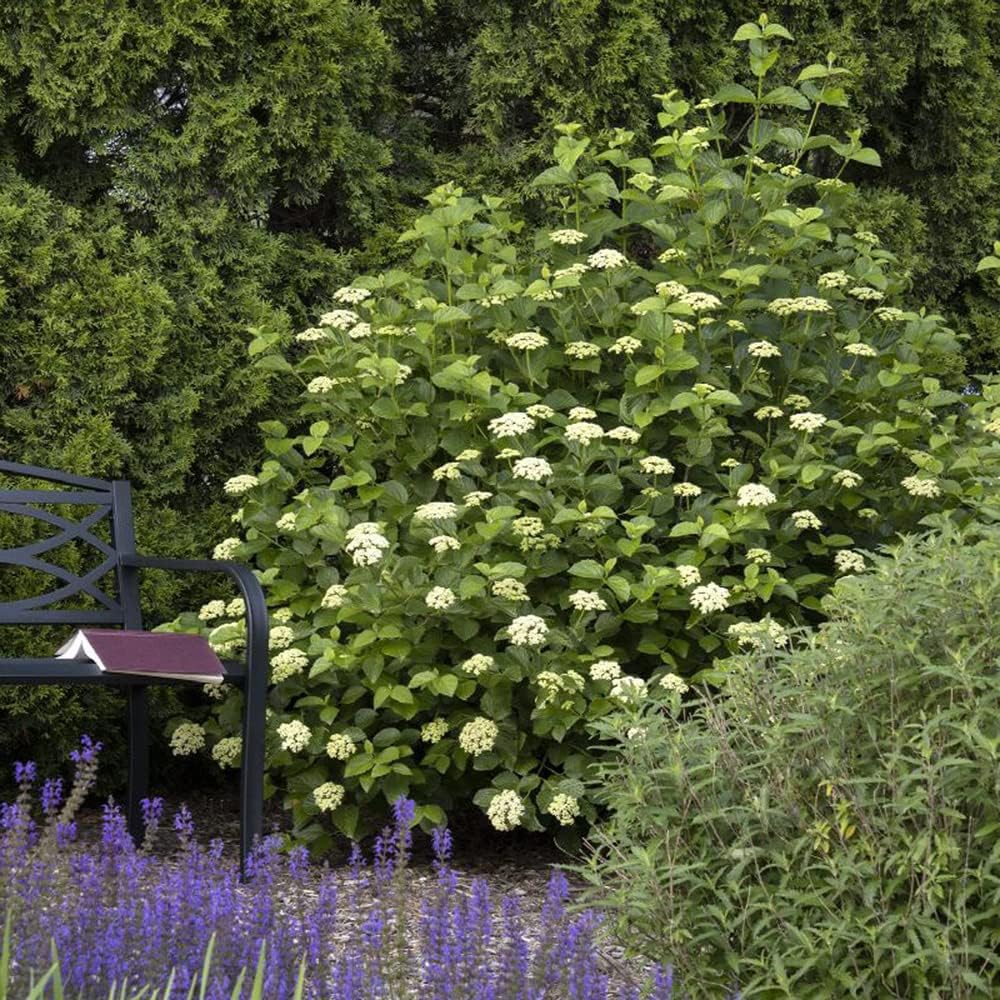 Blooming & Beautiful - Sparkler Arrowwood Viburnum - 3 gal - Monrovia - Deciduous Shrub - Variegated Foliage - Spring White Flowers - Zones 4-9 - Viburnum dentatum 'SMVDE' PP28,092 – 3 Gallon Pot