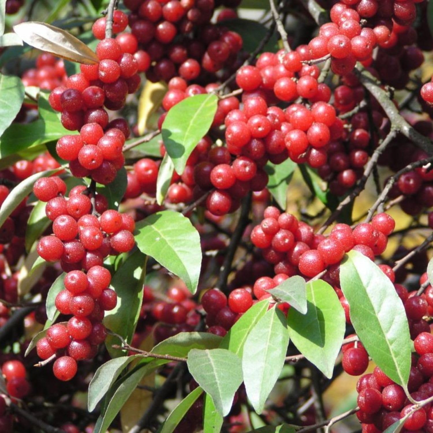 2 Pack of 100 Seeds - Autumn Olive Seeds - Autumnberry Japanese Silverberry Oleaster Seeds for Planting Elaeagnus umbellata/Wild Olive Seeds/AKI Gumi Seeds to Plant Autumn Elaeagnus