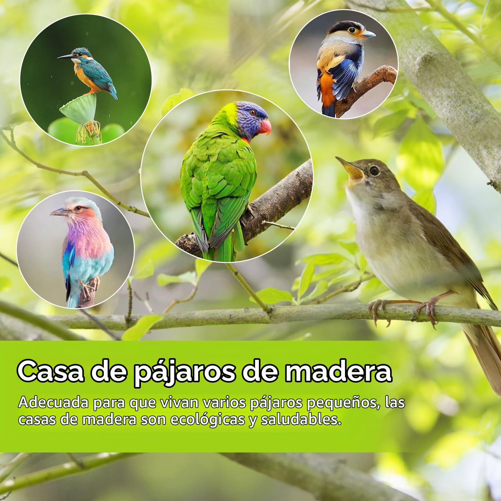 Caja de Cría de Pájaros Transparente - Nido de Madera para Loros, Tortolitos y Pinzón