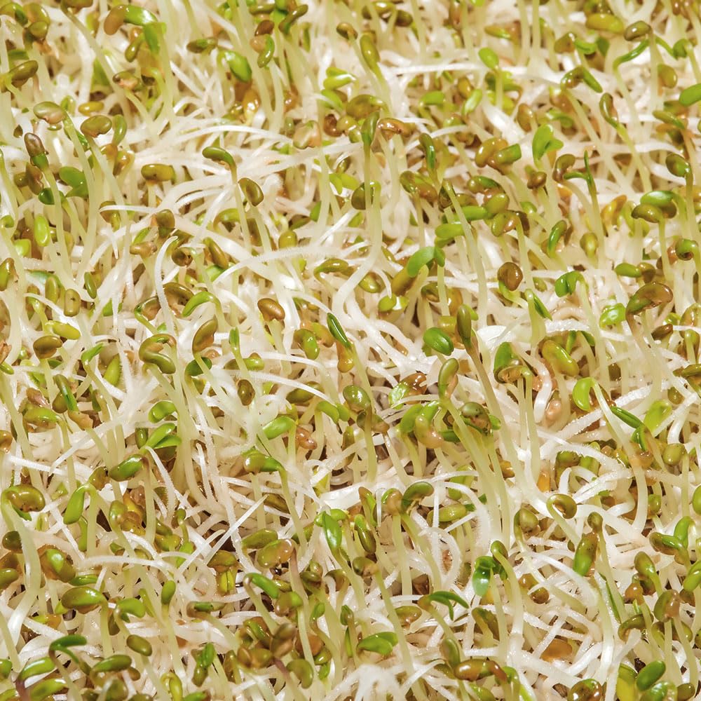 Alfalfa Sprouting Seeds – Fresh & Mild Tasting, Nutritious Crunchy Sprouts – for Your Beautiful Kitchen Garden
