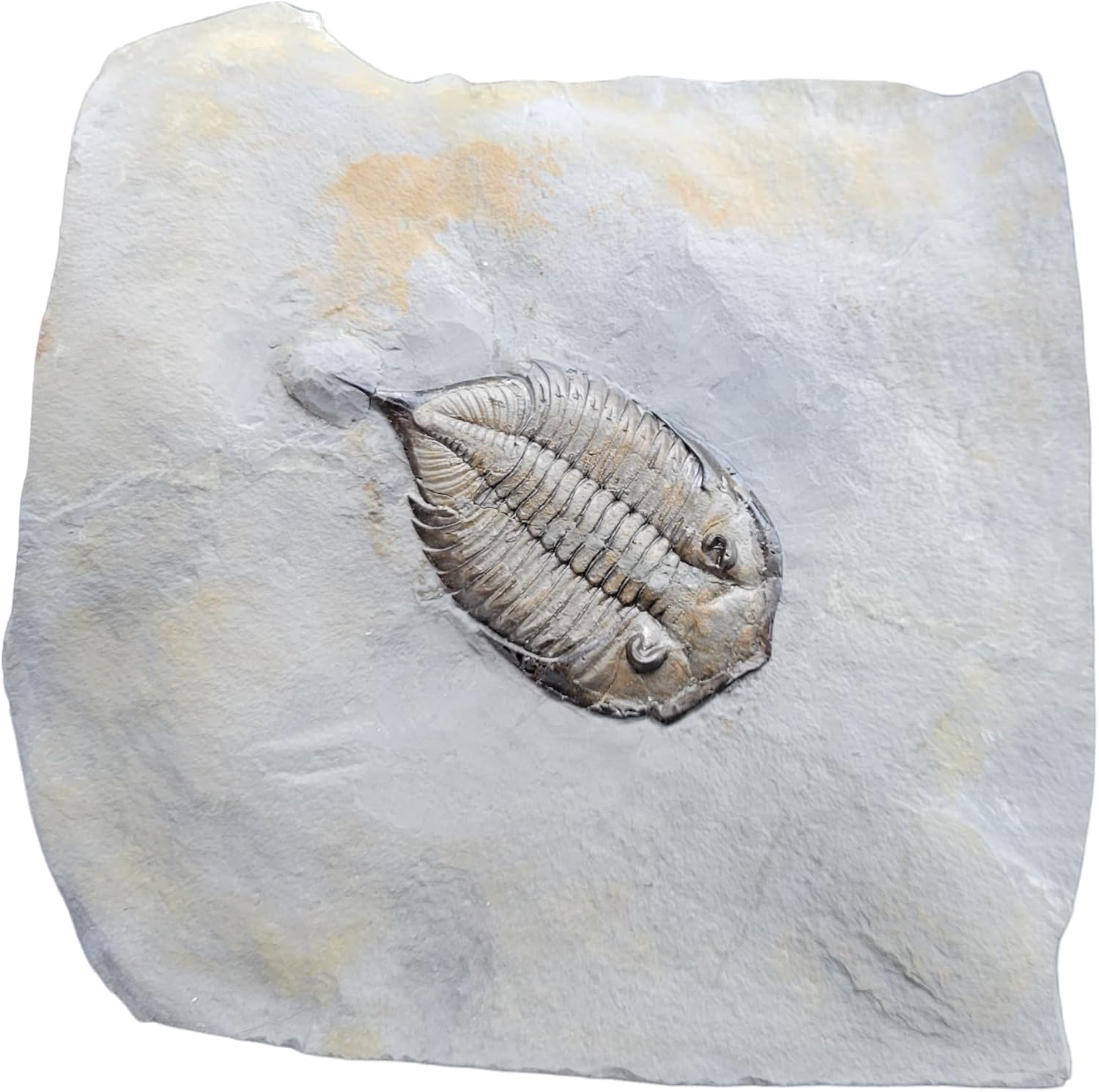 Dalmanites limulurus America Trilobite Fossil geofossiles Real