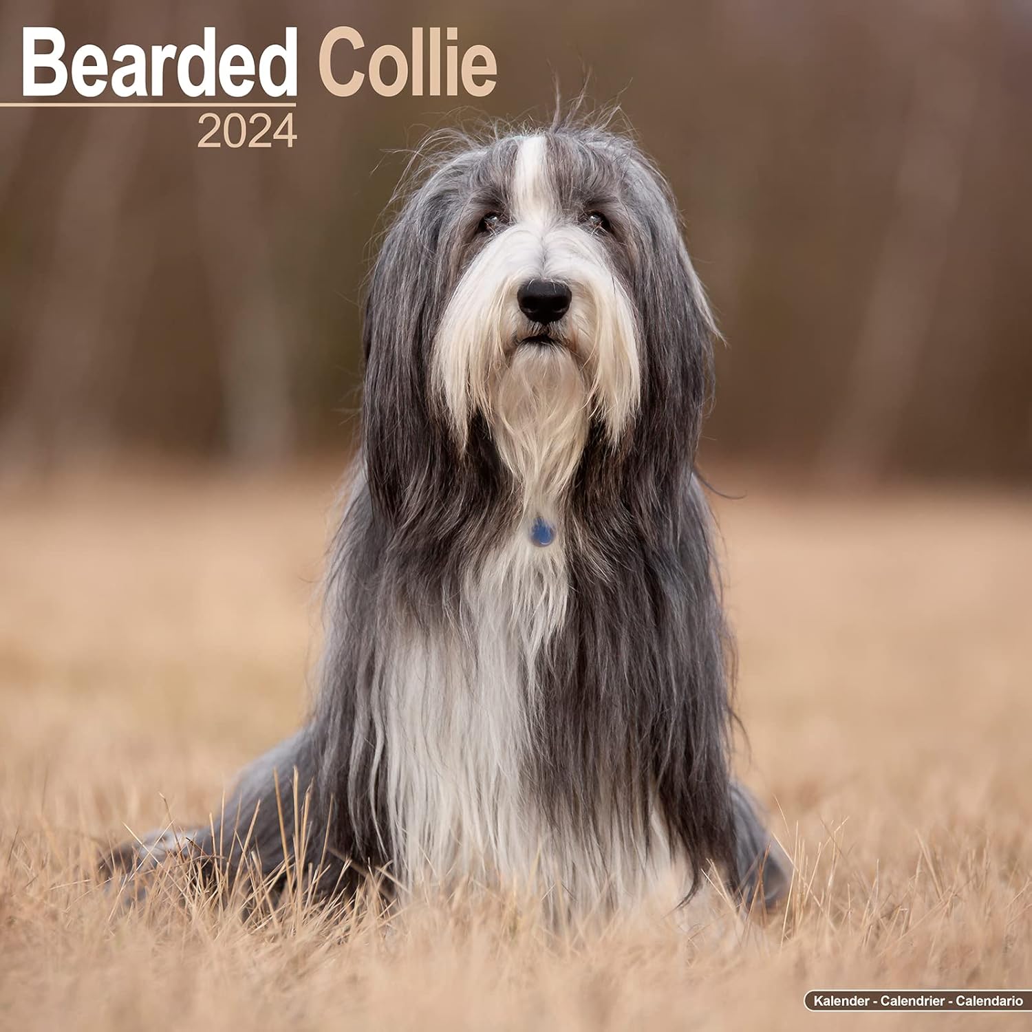 Bearded Collie Calendar 2024 Square Dog Breed Wall Calendar 16 Month