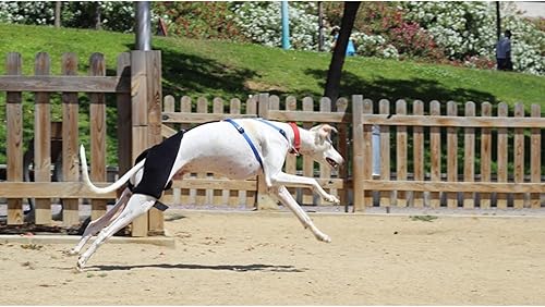 Miniatura 9 de Ortocanis - Soporte de cadera para perros con displasia de cadera u osteoartritis (M)