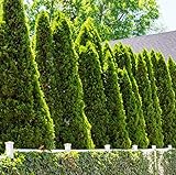 5 Emerald Green Arborvitae Trees/Shrubs - 6-12' Tall Live Plants - Evergreen Hedges/Bushes - Thuja occidentalis 'Smaragd' - (5 Pack)