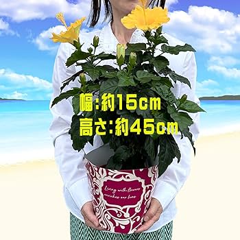 Amazon.co.jp: 花のギフト社 ハイビスカス 鉢植え 苗 生花 本物 誕生日