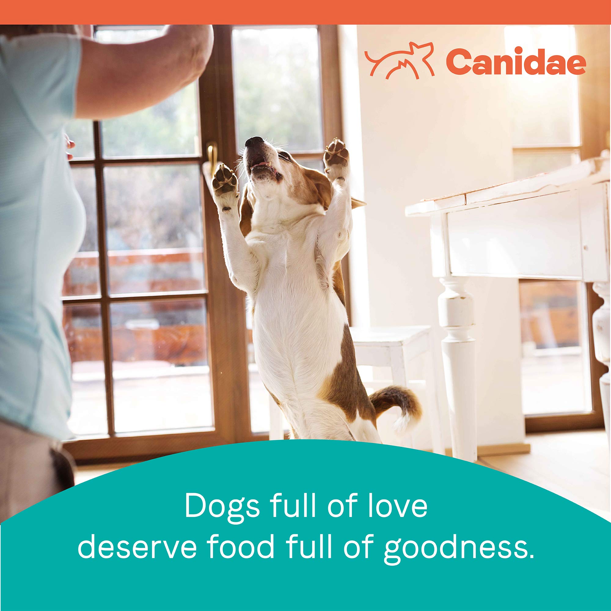 canidae pure senior dog food